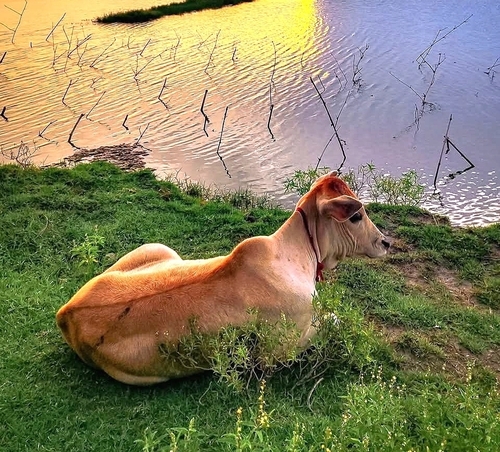 Domestic Cattle