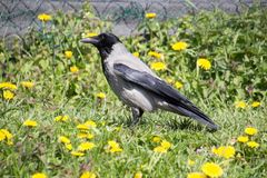 Corvus cornix
