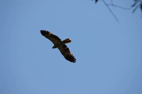 Whistling Kite
