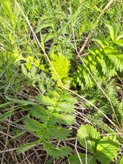 Agrimonia eupatoria