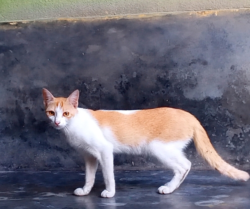 Domestic Cat