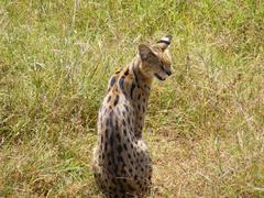 Leptailurus serval lipostictus
