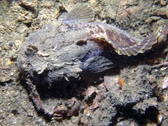 Batrachomoeus dubius