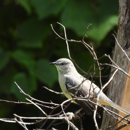 Northern Mockingbird