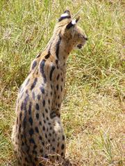 Leptailurus serval lipostictus