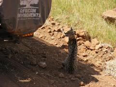 Leptailurus serval lipostictus
