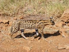 Leptailurus serval lipostictus