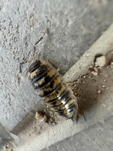 Yellow Dot Isopod