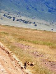 Leptailurus serval lipostictus