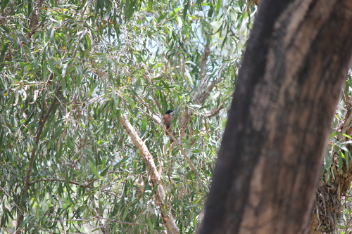 Shining Flycatcher