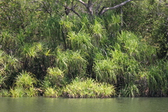 Pandanus aquaticus, photograph (c) Stella Fish, some rights reserved (CC BY)