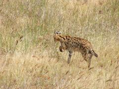 Leptailurus serval lipostictus