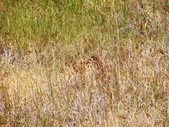 Leptailurus serval lipostictus