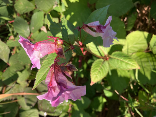 Himalayan balsam