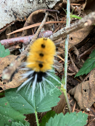 Spotted Tussock Moth