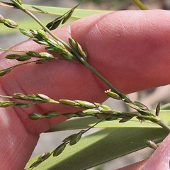 Ehrharta erecta