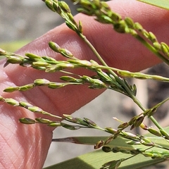 Ehrharta erecta, photograph (c) Greg Tasney, some rights reserved (CC BY-SA)
