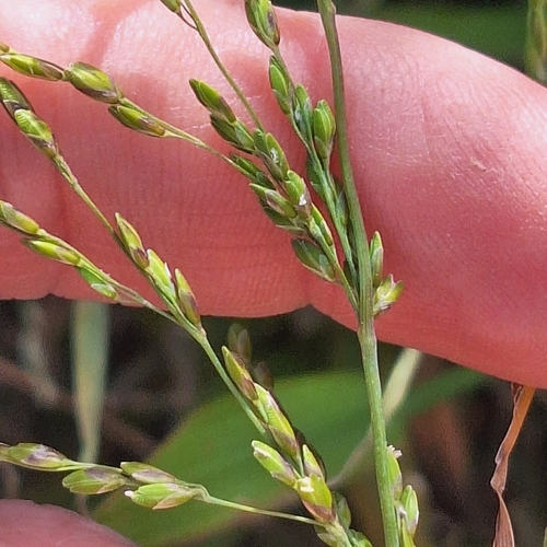Ehrharta erecta, photograph 2