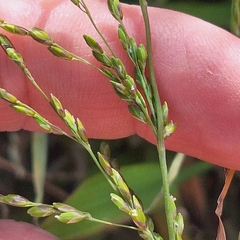 Ehrharta erecta, photograph (c) Greg Tasney, some rights reserved (CC BY-SA)