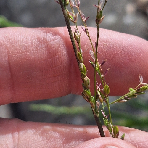 Ehrharta erecta, photograph 4