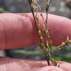 Ehrharta erecta, photograph (c) Greg Tasney, some rights reserved (CC BY-SA)