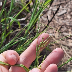 Ehrharta erecta, photograph (c) Greg Tasney, some rights reserved (CC BY-SA)