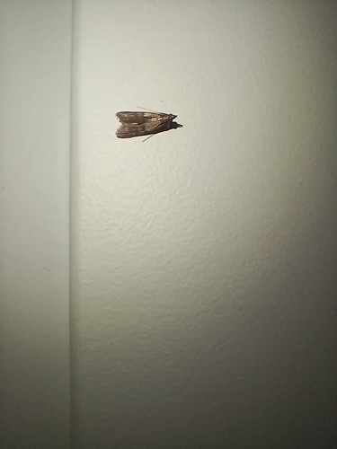 Indian-Meal Moth
