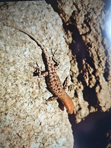 Saxicoline Sunskink