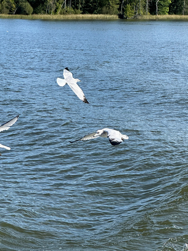 Ring-billed Gull