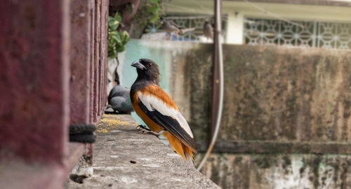 Rufous Treepie