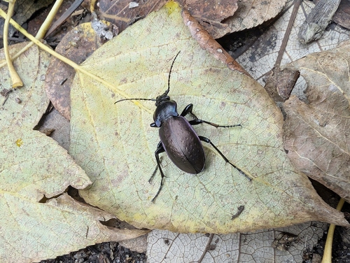 Bronze Ground Beetle