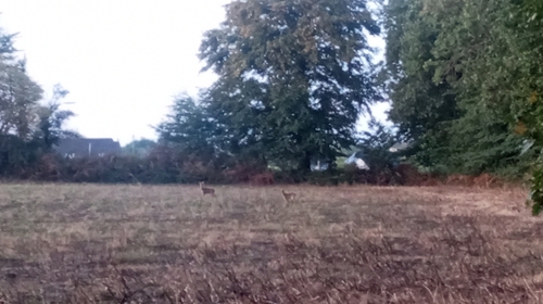 Western Roe Deer