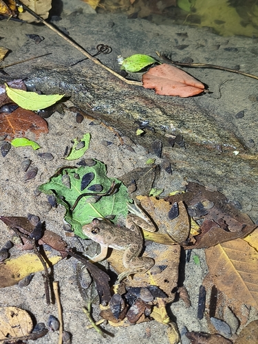 Common skittering frog