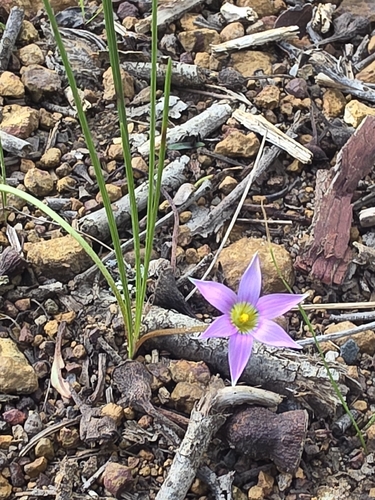 Rosy sandcrocus