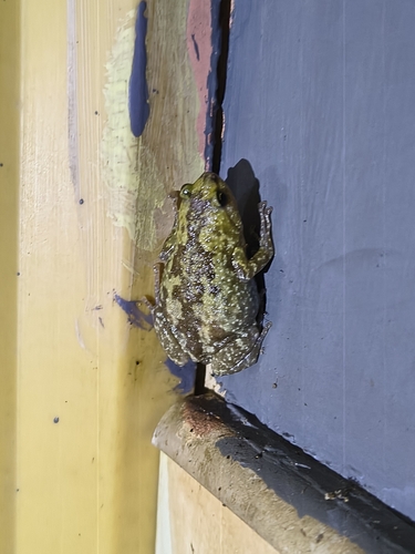 Rohan's Globular Frog