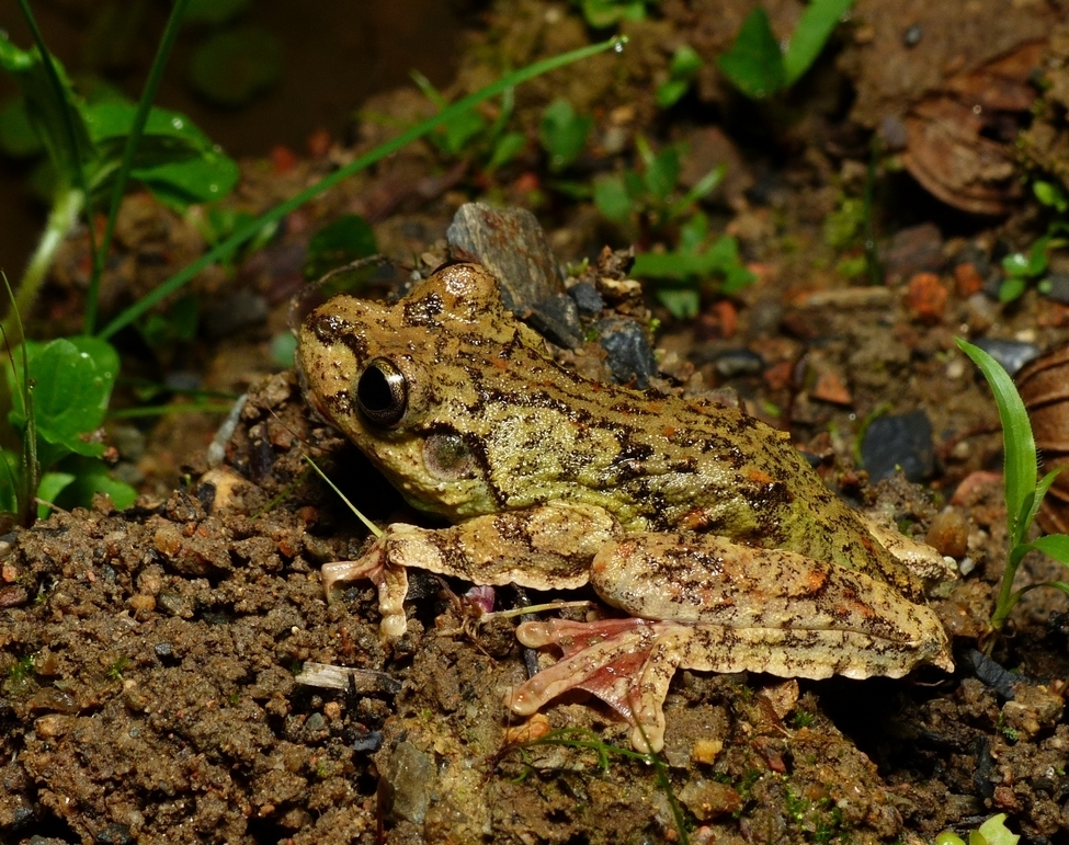 Leopard Treefrog