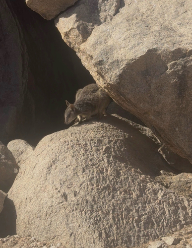 Allied Rock Wallaby