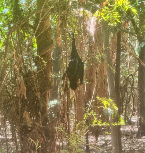 Black Flying-fox