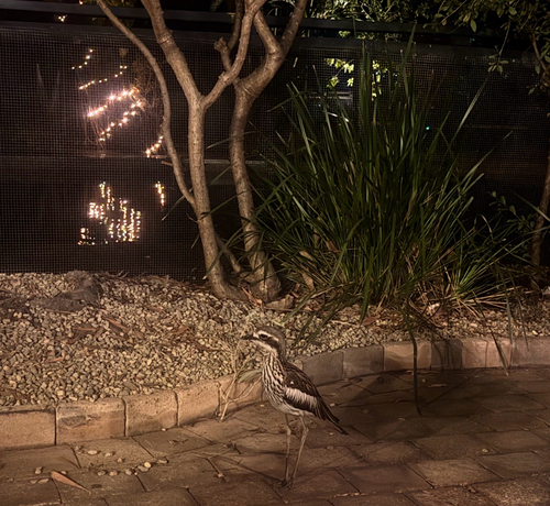 Bush Stone-curlew