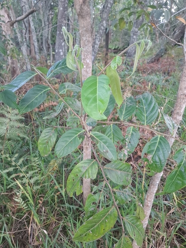 Glochidion zeylanicum observed 2026-09-24