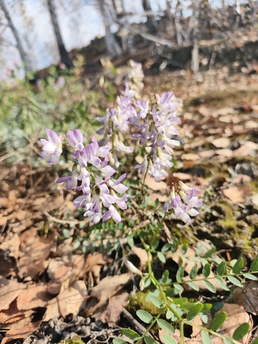 Vicia sylvatica
