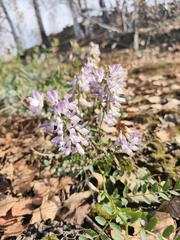 Vicia sylvatica