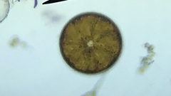 Coscinodiscaceae