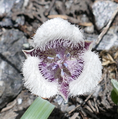 Calochortus elegans nanus