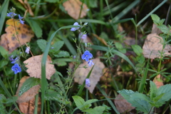 Veronica chamaedrys, photograph author not stated, no rights reserved