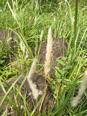 Imperata cylindrica