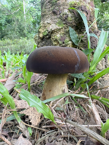 Black Velvet Bolete