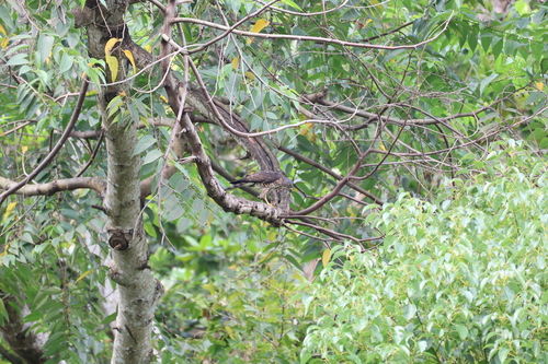 Chinese Sparrowhawk