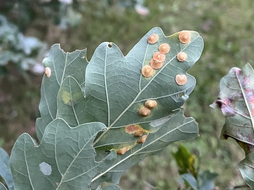 Common Spangle Gall Wasp