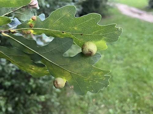 Cherry Gall Wasp